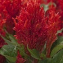 Целозия метельчатая (Celosia plumosa)