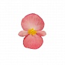 Бегония гибридная (бронзовая листва) (Begonia benariensis)