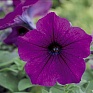 Петуния ампельная гибридная (Petunia х hybrida)
