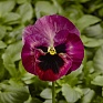 Виола Виттрока (Viola wittrockiana) Виола Виттрока (Viola wittrockiana)