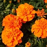 Бархатцы отклоненные (Tagetes patula) Бархатцы отклоненные (Tagetes patula)