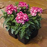 Вербена гибридная (Verbena hybrida)