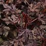Гибискус кислый (Hibiscus acetosella)