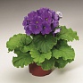 Примула обратноконическая (Primula obconica)