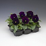 Виола Виттрока (Viola wittrockiana) Виола Виттрока (Viola wittrockiana)