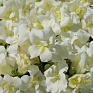 Львиный зев (Антирринум) махровый (Antirrhinum majus)
