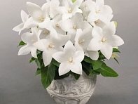 Платикодон крупноцветковый (Pop Star)