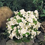 Бегония вечноцветущая (зеленая листва) (Begonia semperflorens)