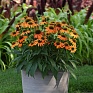 Эхинацея гибридная (Echinacea purpurea) Эхинацея гибридная (Echinacea purpurea)