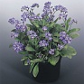 Незабудка лесная (Myosotis sylvatica)