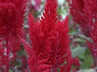 Целозия метельчатая (Sunday) Целозия метельчатая (Sunday)