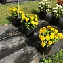 Цинния изящная (Zinnia elegans) Цинния изящная (Zinnia elegans)