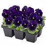 Виола виттрока (Viola wittrockiana) Виола виттрока (Viola wittrockiana)