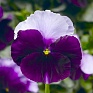Виола Виттрока (Viola wittrockiana) Виола Виттрока (Viola wittrockiana)