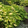 Колеус гибридный (Coleus х hybrida) Колеус гибридный (Coleus х hybrida)