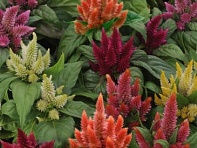 Целозия колосистая (перистая) (Kosmo)