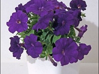 Петуния мелкоцветковая (Bella F1)