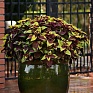 Колеус гибридный (Coleus х hybrida)
