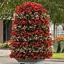 Бегония гибридная ампельная (зеленая листва) (Begonia hybrida)