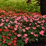 Бальзамин Уоллера (Impatiens walleriana) Бальзамин Уоллера (Impatiens walleriana)