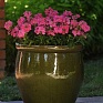 Вербена гибридная (Verbena hybrida) Вербена гибридная (Verbena hybrida)