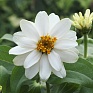 Цинния изящная (Zinnia elegans) Цинния изящная (Zinnia elegans)