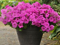 Петуния ампельная гибридная (Easy Wave F1)