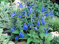 Шалфей отклоненный (Patio) Шалфей отклоненный (Patio)