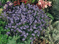 Незабудка лесная (Bluesylva)