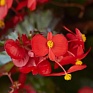 Бегония гибридная ампельная (зеленая листва) (Begonia hybrida) Бегония гибридная ампельная (зеленая листва) (Begonia hybrida)