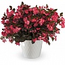 Бегония гибридная (бронзовая листва) (Begonia hybrida) Бегония гибридная (бронзовая листва) (Begonia hybrida)