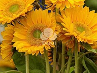 Подсолнечник летний (Sunrich F1)