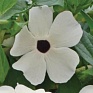 Тунбергия крылатая (Thunbergia alata)