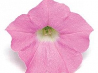 Петуния ампельная гибридная (Shock Wave F1)