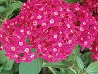 Пентас ланцетовидный (Butterfly F1) Пентас ланцетовидный (Butterfly F1)