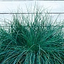 Овсяница сизая (Festuca glauca)