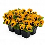 Виола виттрока (Viola wittrockiana) Виола виттрока (Viola wittrockiana)