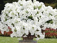 Петуния ампельная гибридная (Easy Wave F1)