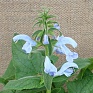 Шалфей отклоненный (Salvia patens) Шалфей отклоненный (Salvia patens)