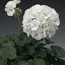 Герань (пеларгония садовая) (Pelargonium x hortorum)