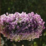 Алиссум морской (Lobularia maritima)