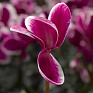 Цикламен персидский (Cyclamen persicum)