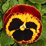 Виола Виттрока (Viola wittrockiana) Виола Виттрока (Viola wittrockiana)