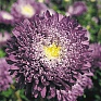 Астра китайская (Callistephus chinensis)
