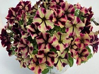 Петуния ампельная гибридная (Romantica F1)