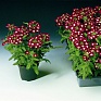Вербена гибридная (Verbena hybrida)