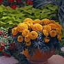 Бархатцы прямостоячие (Tagetes erecta)