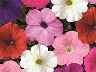 Петуния ампельная гибридная (Plush F1)