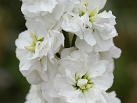 Левкой седой (Column)