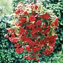 Бегония клубневая махровая ампельная (Begonia tuberhybrida) Бегония клубневая махровая ампельная (Begonia tuberhybrida)
